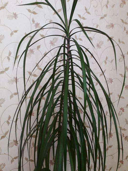 Драцена. Комнатные растение.