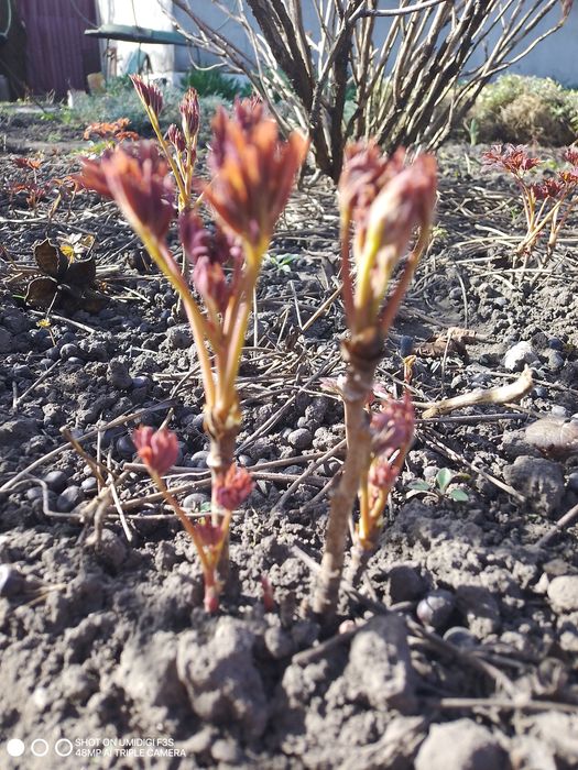 Пропродам дерево видний піон від 50 грн