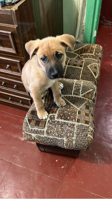 Стаффордшиський терер цуценя 2 місяці