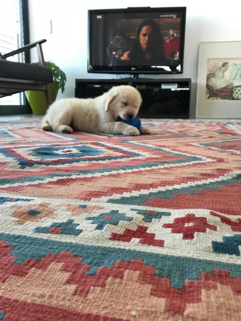 Excelente Golden Retriever com LOP