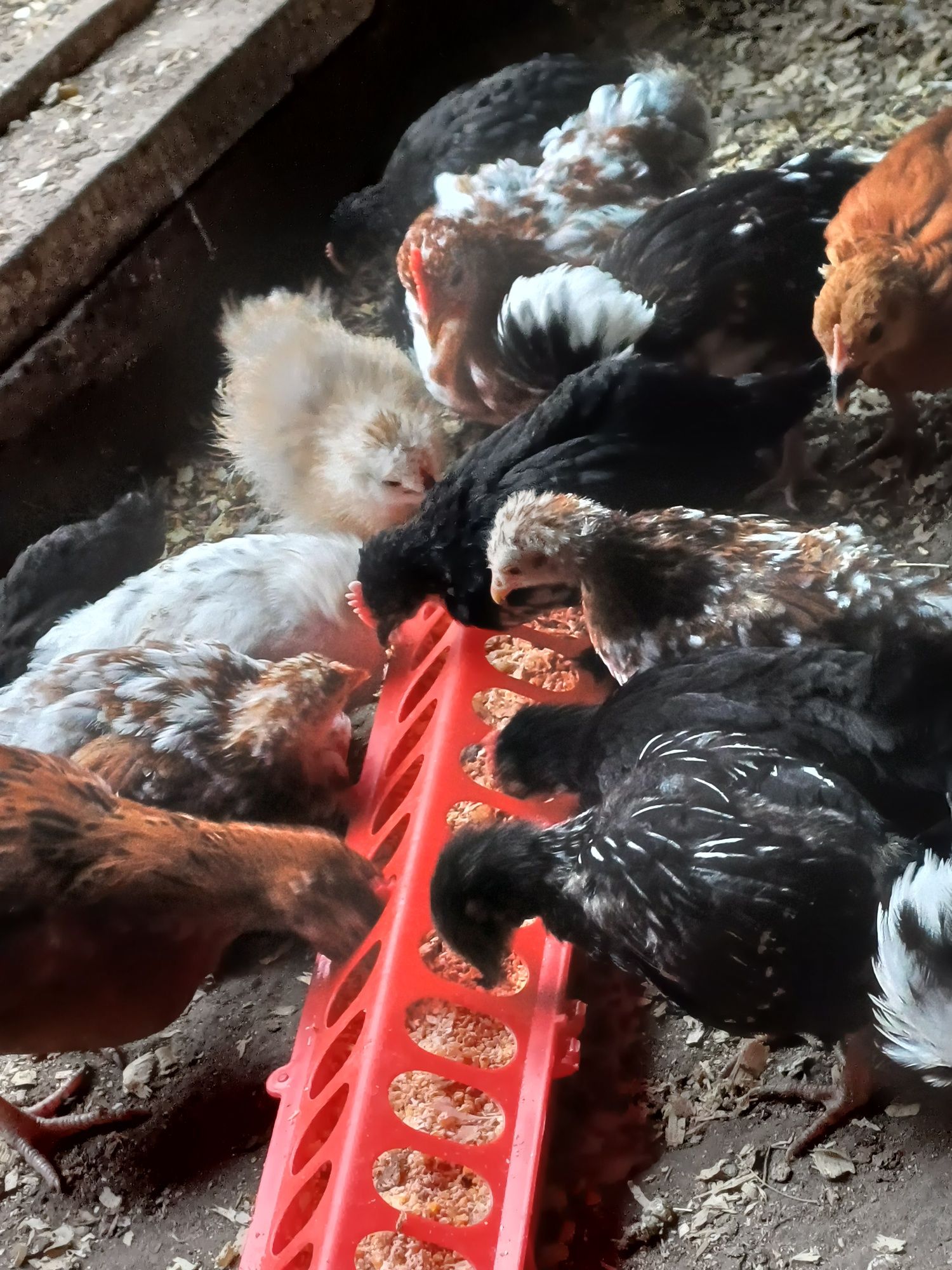 Kurczaki Kochiny,silki,czubatki, sebrytki, wyandoty
