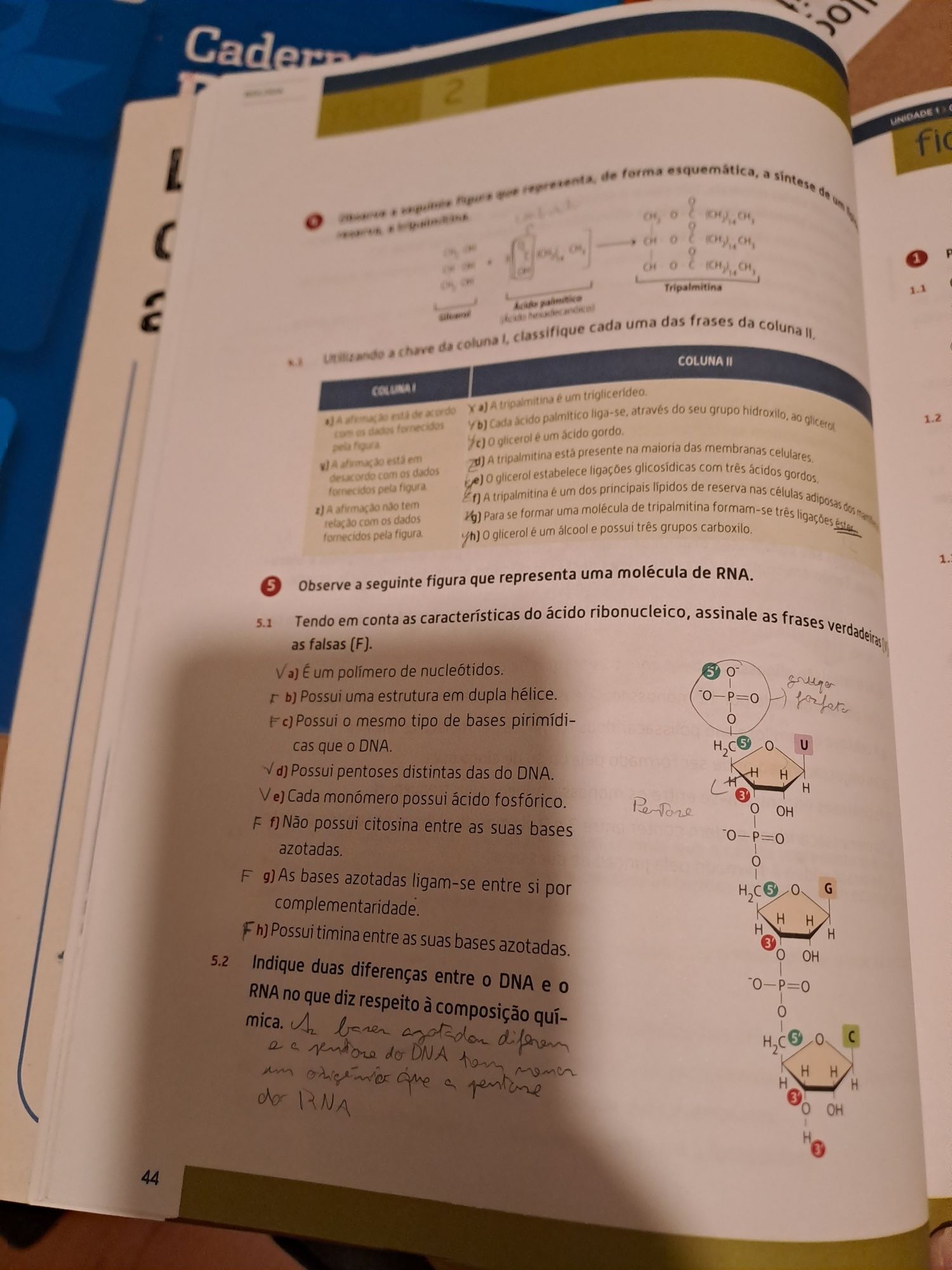 Caderno de atividades Biologia e geologia 10°