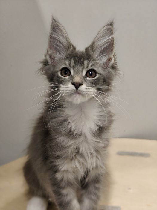 Kocurek Maine coon Odi