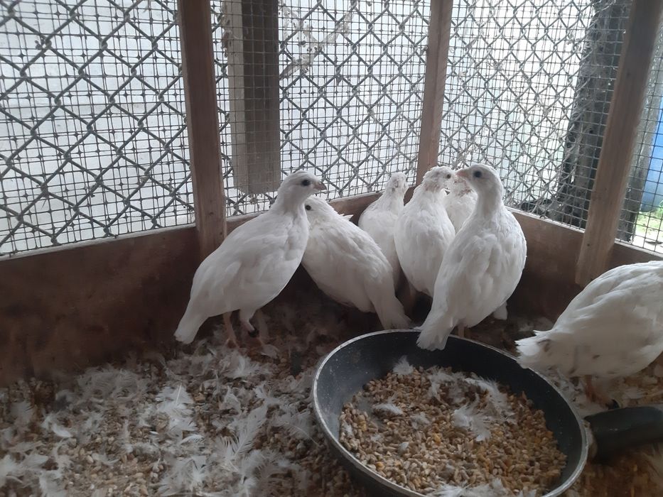 Virgínia casais 2025