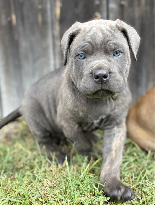Cane corso samiec z rodowodem