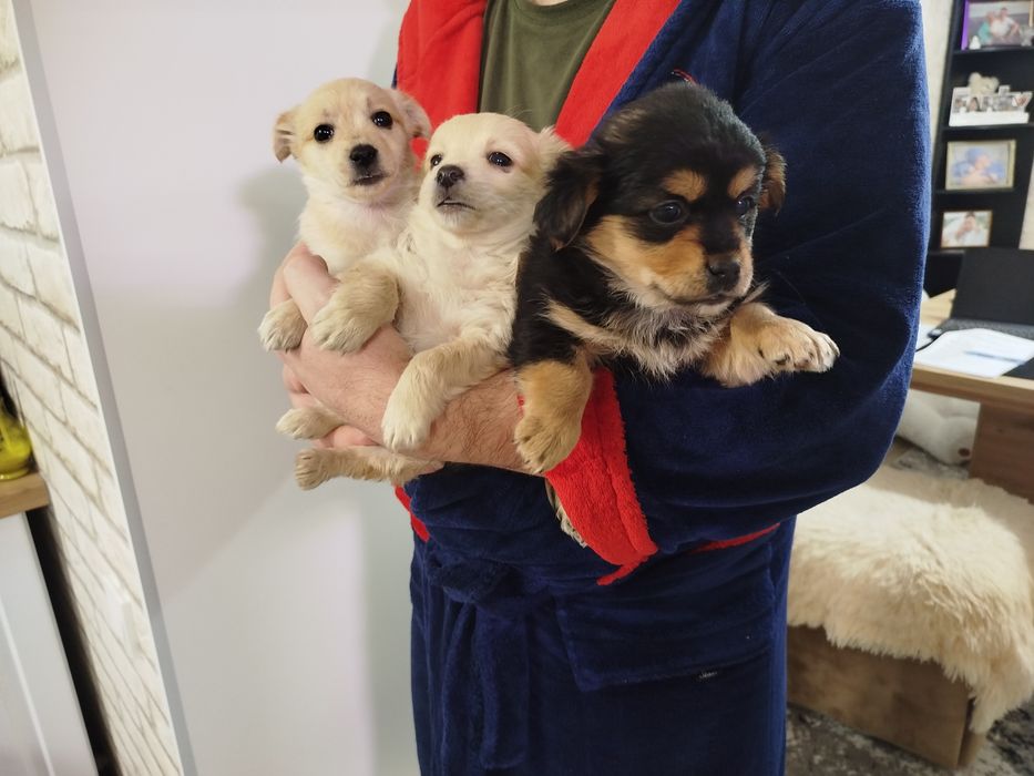 Песик маленької породи