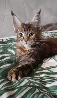 Emir kocurek Maine Coon