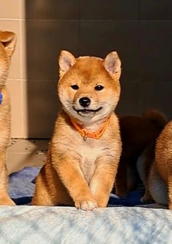 Руді лисичкі сіба-іну . Доставка по Україні за наш рахунок