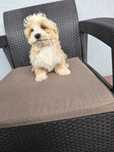 Maltipoo F1 szczeniak - PIES