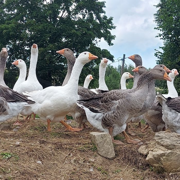 Gęsi tuszki landes kołudzka biała