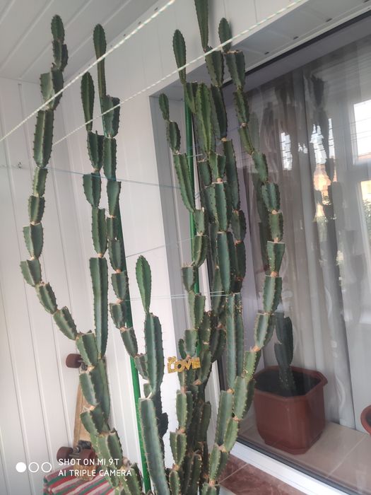 Кактус Еуфорбія тригорна, молочай трикутний