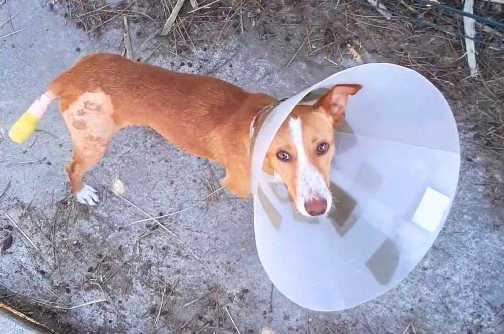 Cão podengo para adoção responsável