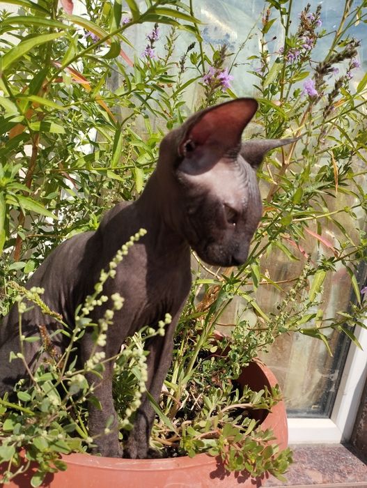 Котята канадского сфинкса