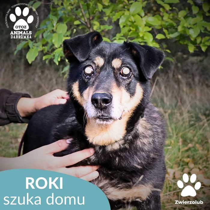 Roki szuka domu!