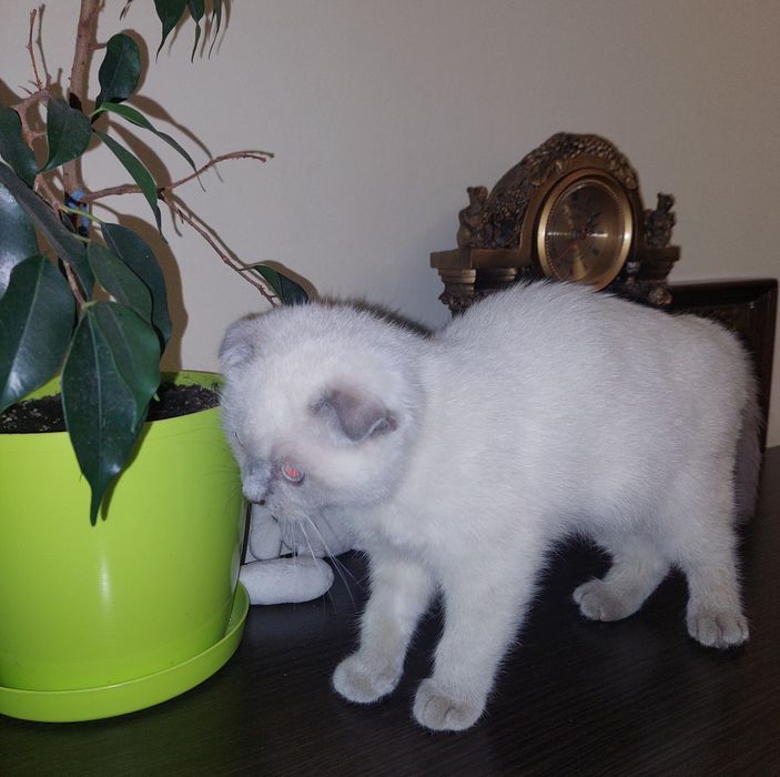 Котёнок Шотландский вислоухий Девочка.