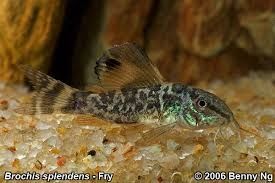 Kirys szmaragdowy Brochis splendens