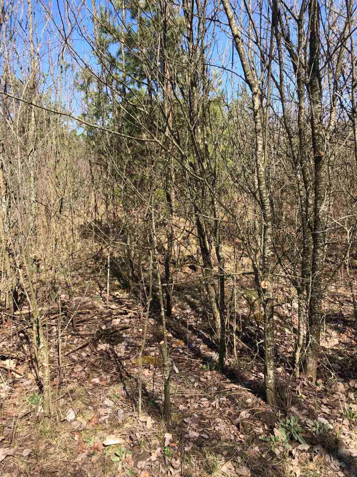 Дешево! Земля в садовом товариществе. Село Дмитровка. Фастовский р-н.