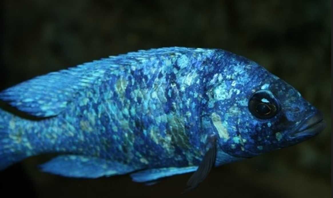 Placidochromis phenochilus Tanzania - dowóz, wysyłka