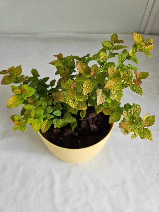 Tawuła japońska Golden Prince 30cm C2 – ozdobny krzew + nawóz gratis