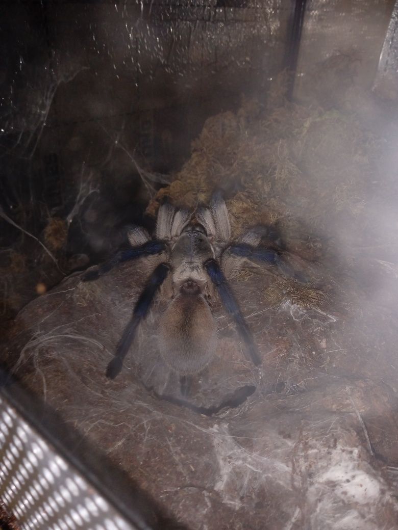 Monocentropus balfouri