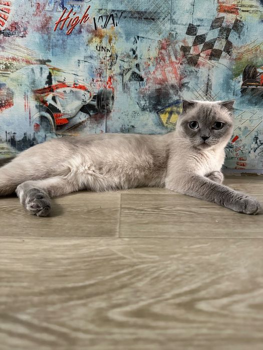 Котята шотландской породы