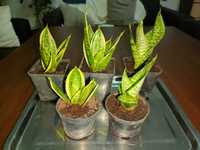 Sadzonki sansevieria