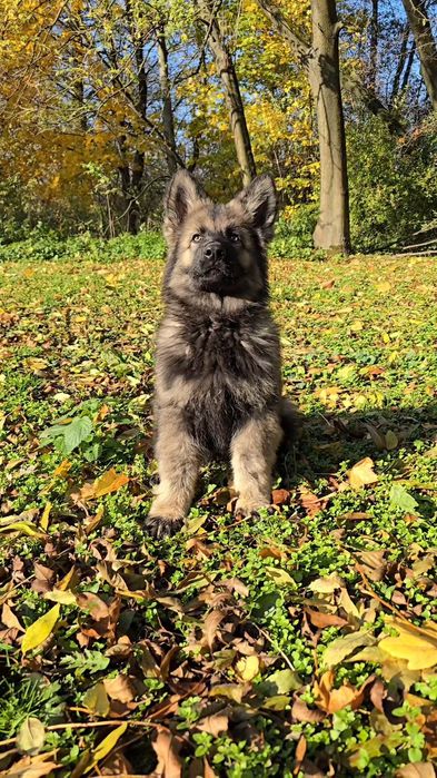 Owczarek Staroniemiecki - Piesek 3 miesiące - do odbioru