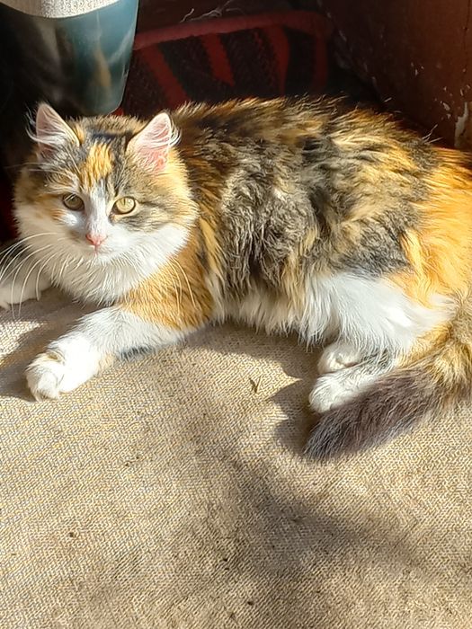 Кошенята в хороші руки