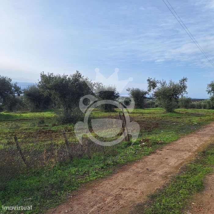 Olival para venda em Portel - NOVO PREÇO!!