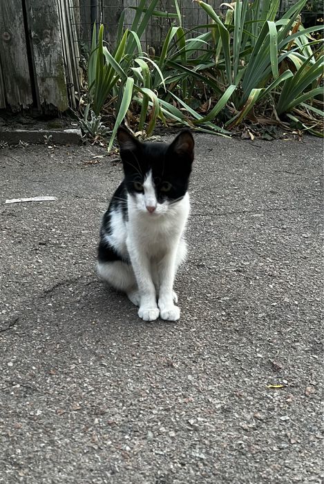 Гарний котик шукає сімʼю