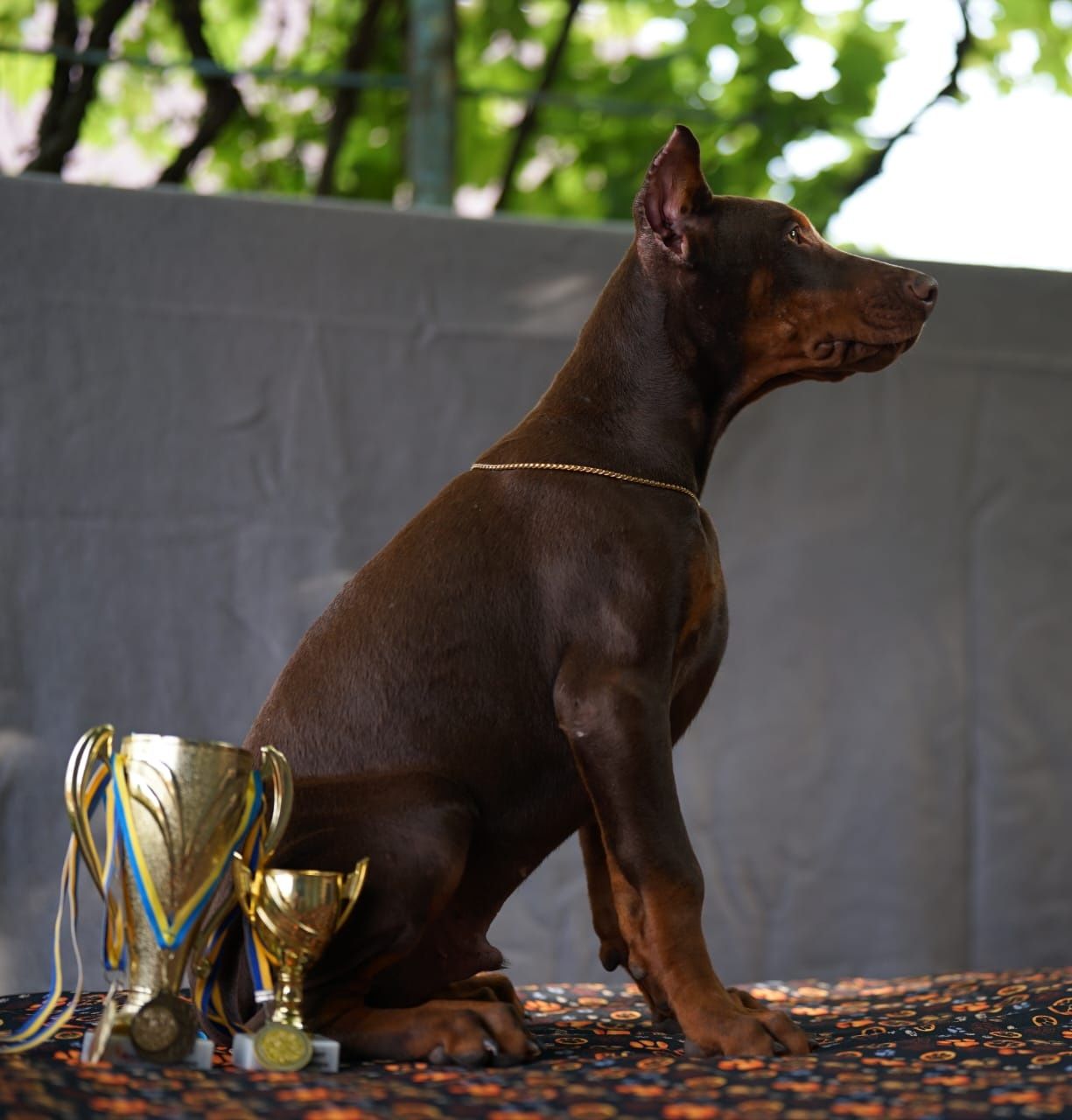 Doberman europejski chlopiec 4 miesiace FCI
