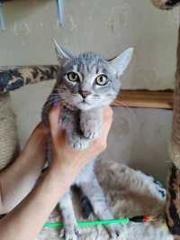 Котик Чарльз, врятоване дитинча зі Слов"янську, кіт 3 міс