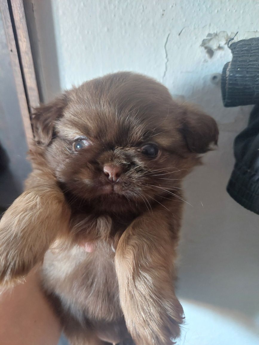 Filhotes para adopção responsável