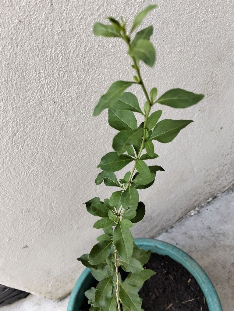 Muda de goji para venda