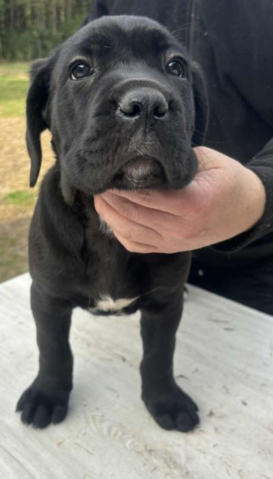 Cane Corso Italiano