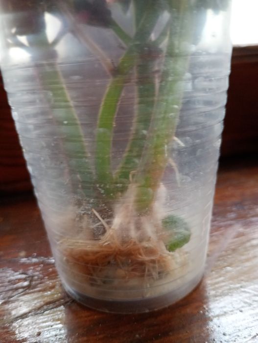 Коллеус укорінений