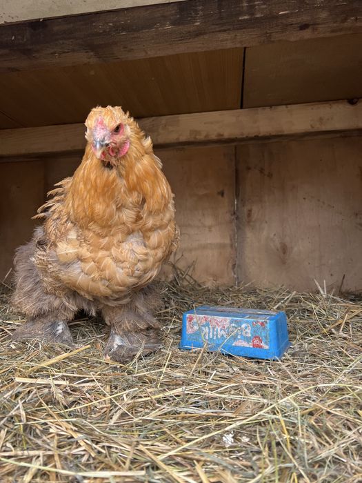 Kochin olbrzymi kury Kwoka brahma i 2 kurczaki kochin olbrymi