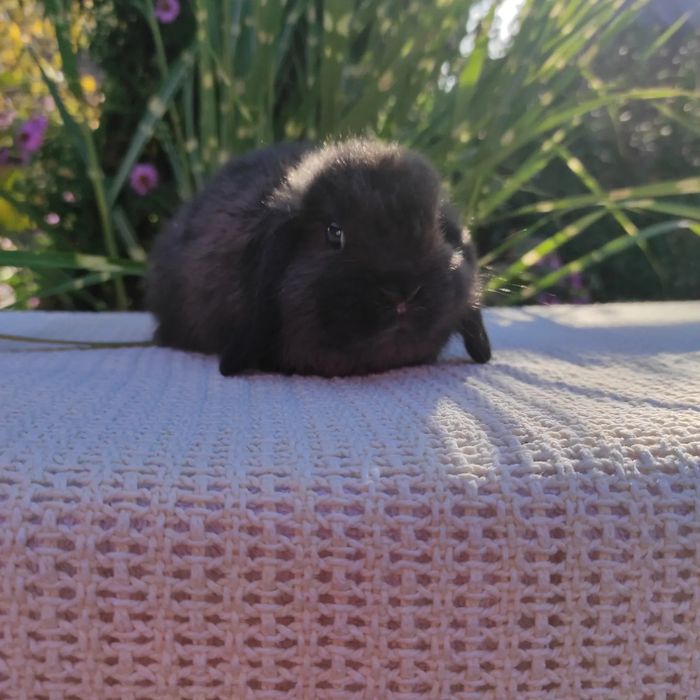 Хлопчик карликовий з розплідника.NHD