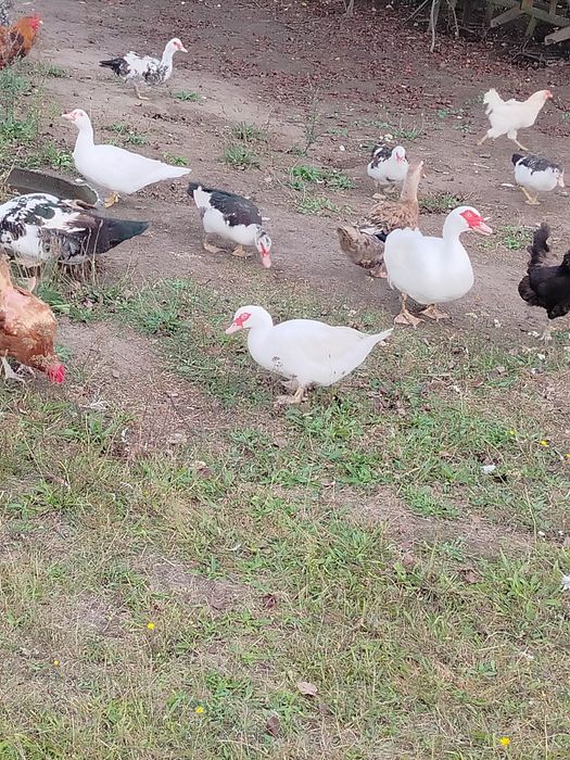 Sprzedam kaczki i kaczory