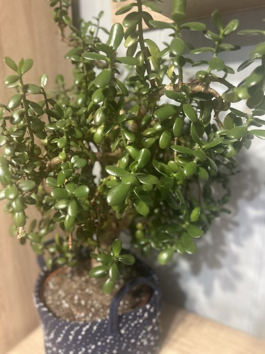 Grubosz (Crassula ovata) – 40 lat historii w jednym pniu