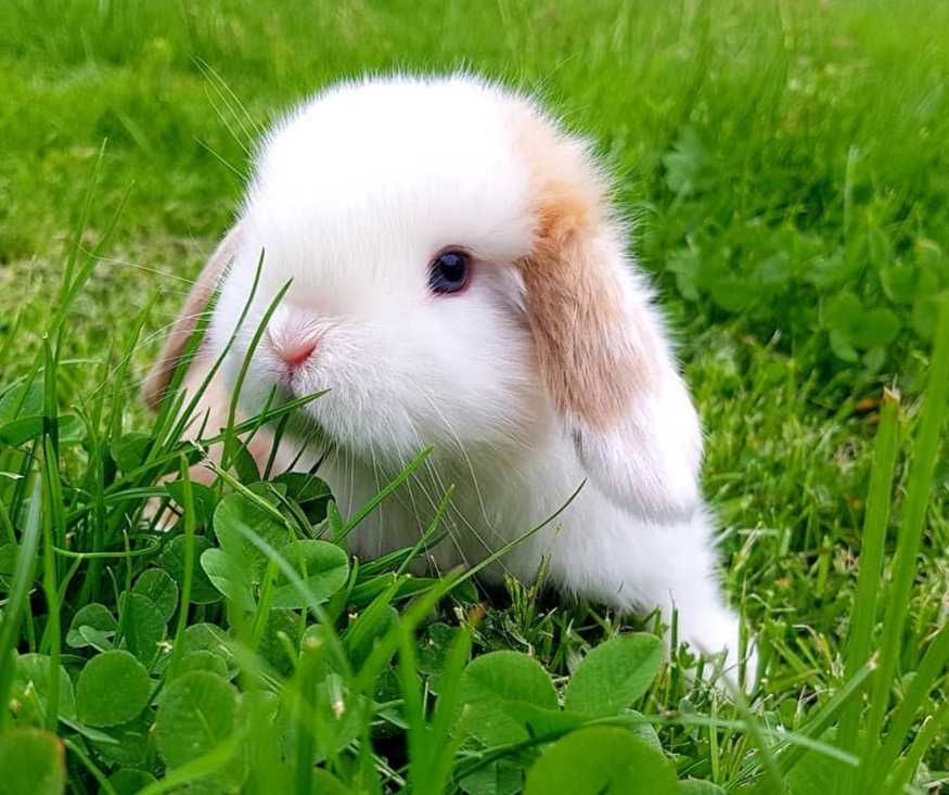 KIT Coelhos anões orelhudos, mini lop adoráveis e super dóceis