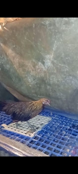 Galinhas Fênix douradas