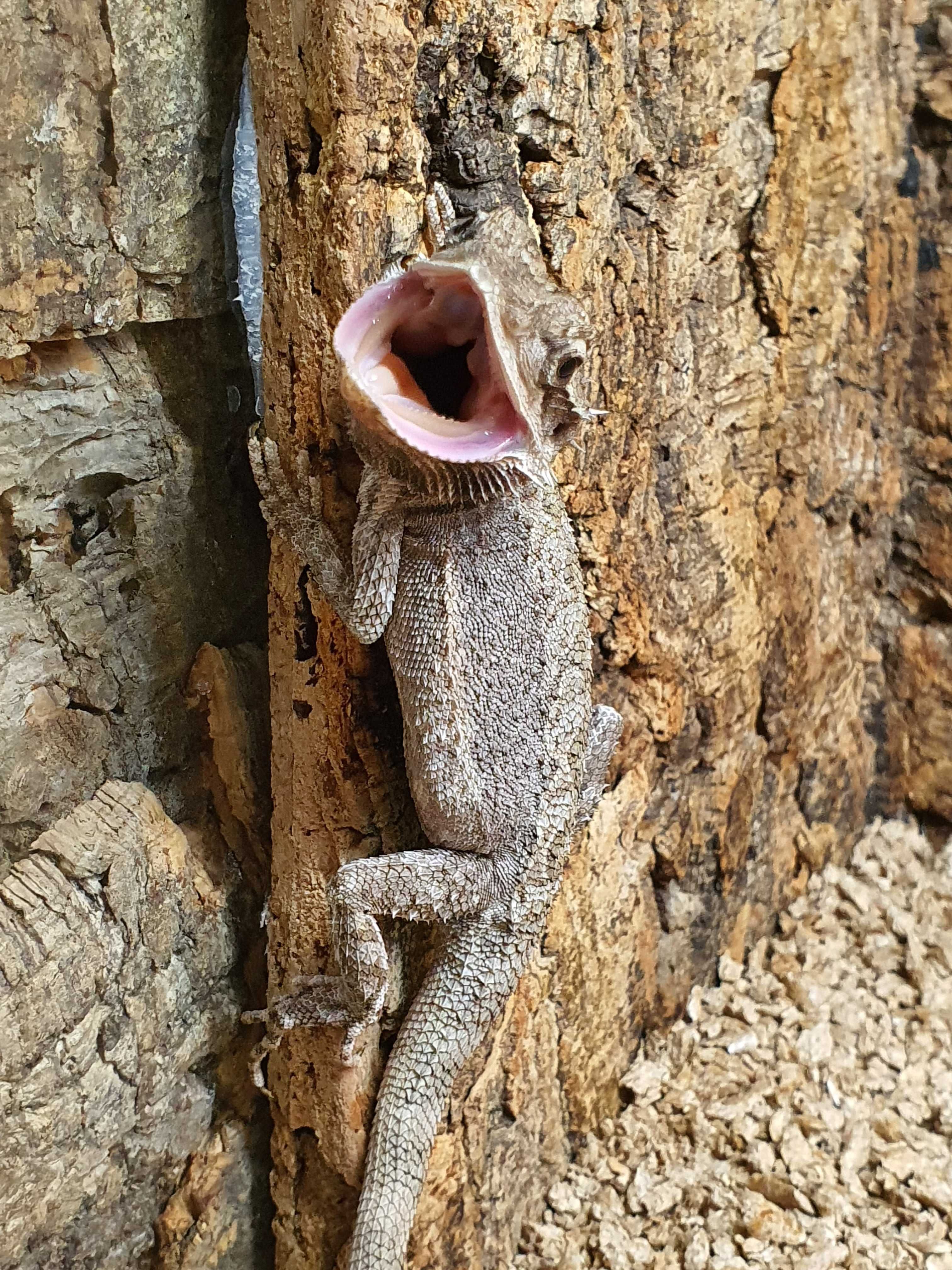 Agama brodata karłowata (Pogona minor)