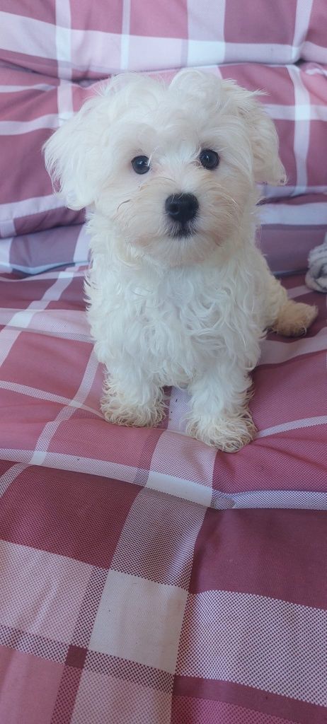 Bichon maltês macho