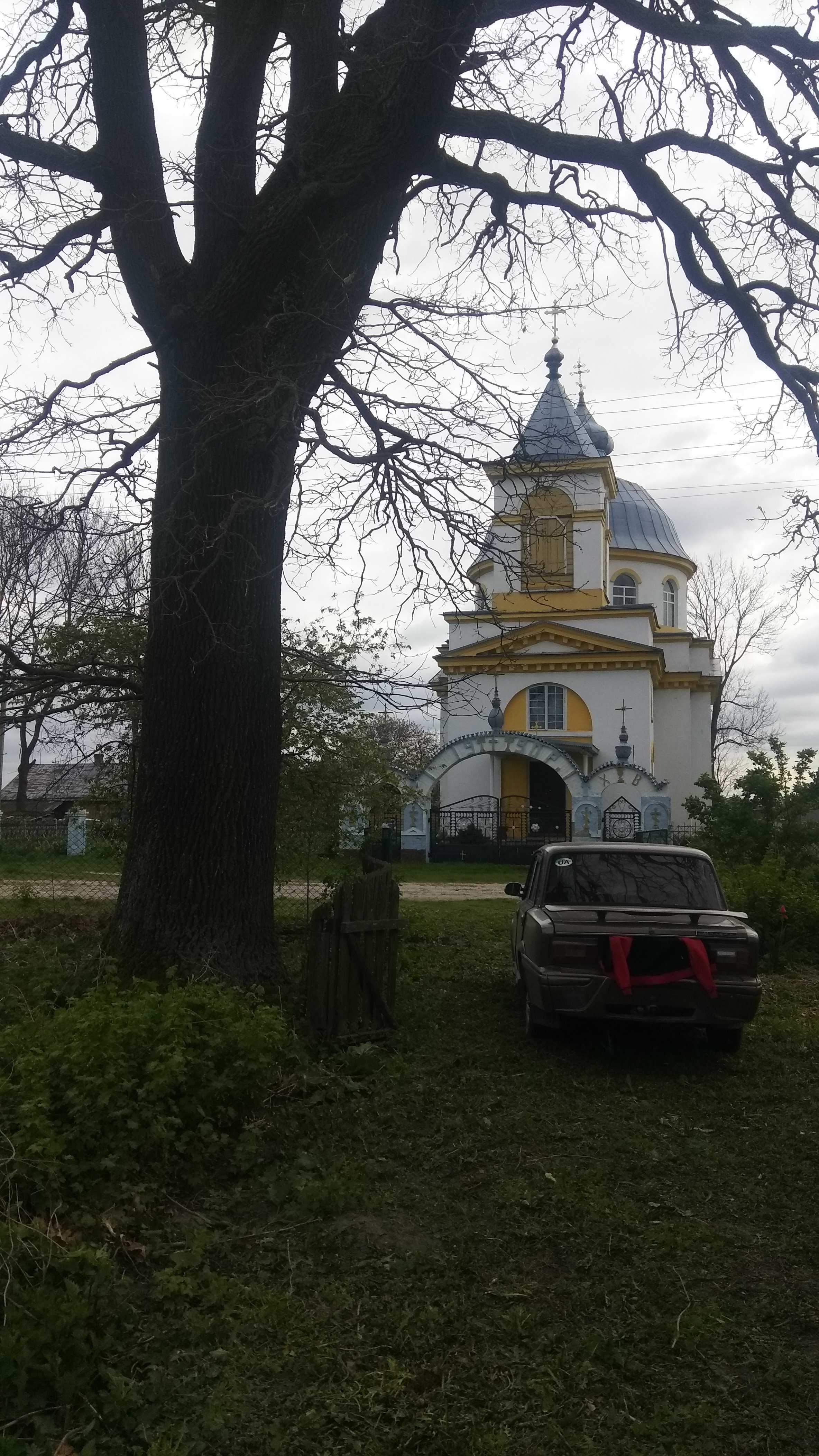 Дуб дерево під зрізання