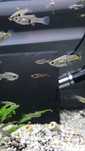 Guppys adultas prenhas
