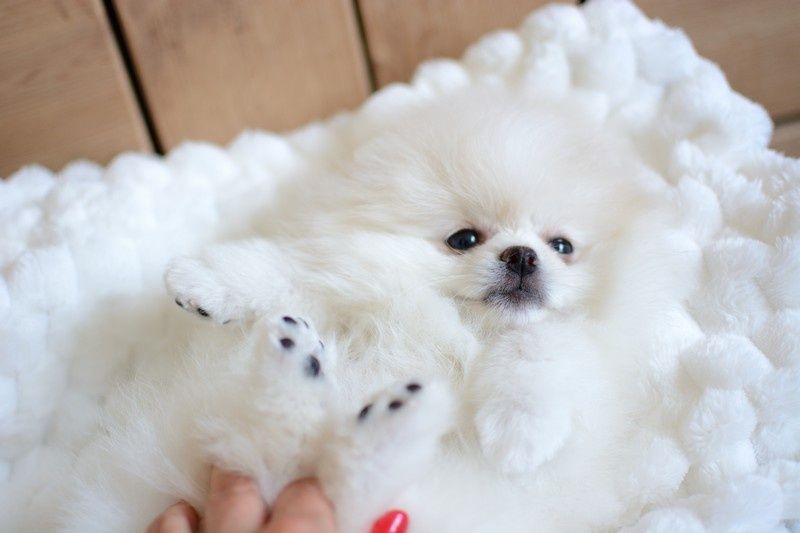 Pomeranian chłopak jasny krem już do odbioru