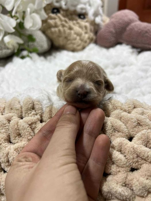 Malltipoo pudel toy/maltańczyk piękna malutka suczka b.genetyczne