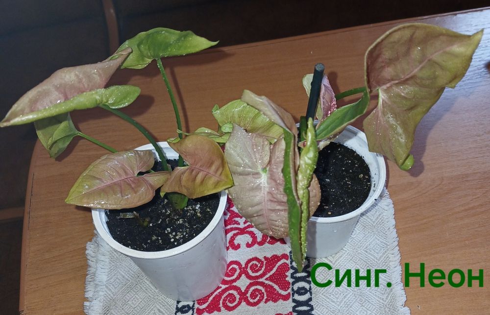 Фікус укорененннй росток.Сингониумы коллекц.