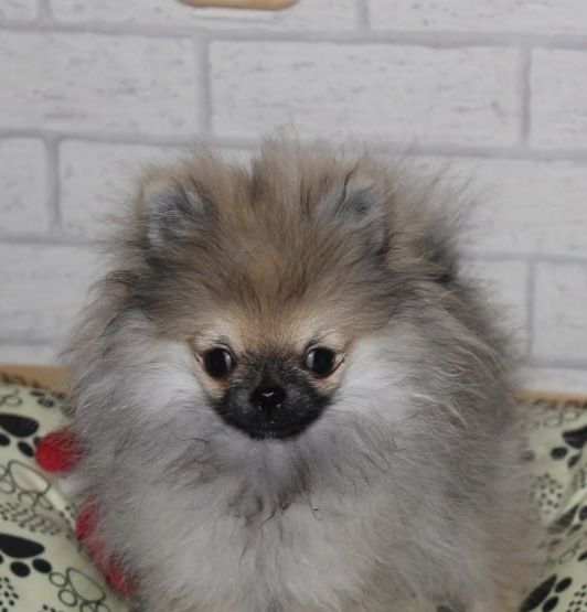 Miniaturowy szpic pomorski